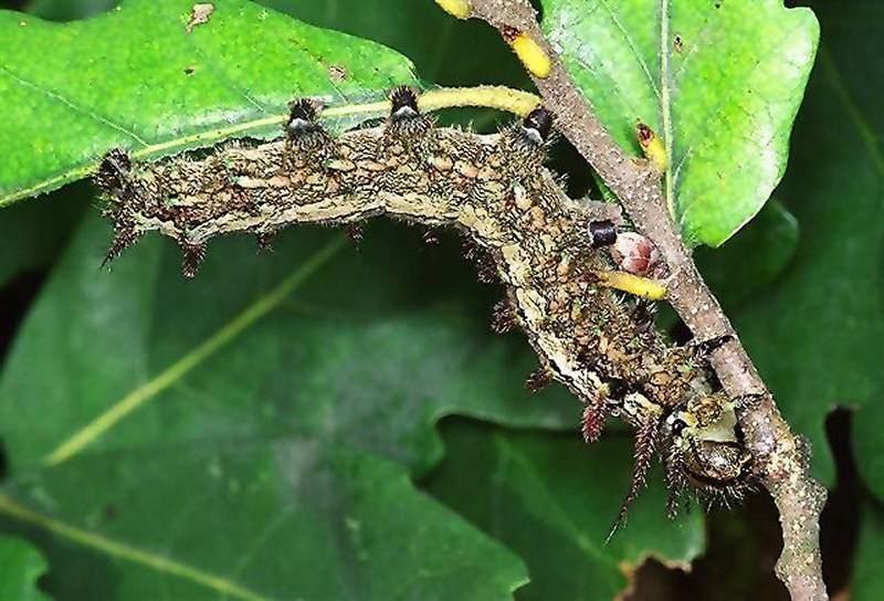 SATURNIIDAE World Homepage für den Saturniidenfreund